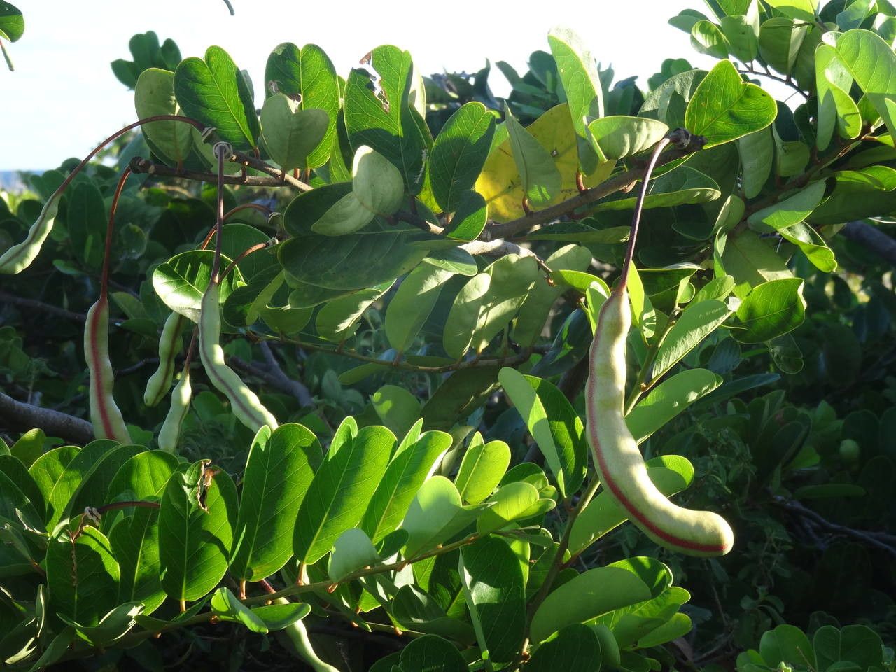Cynophalla flexuosa fruit