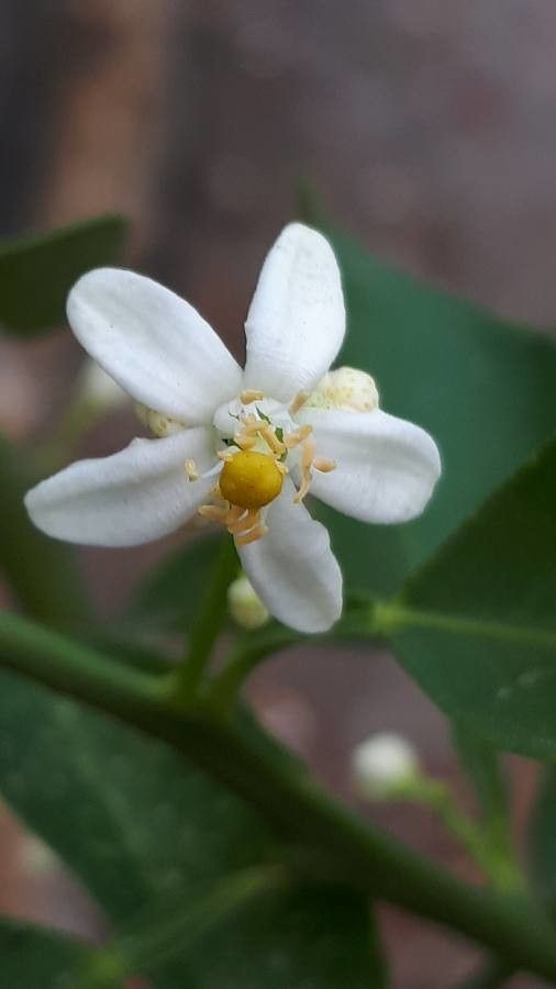Citrus × aurantiifolia flower