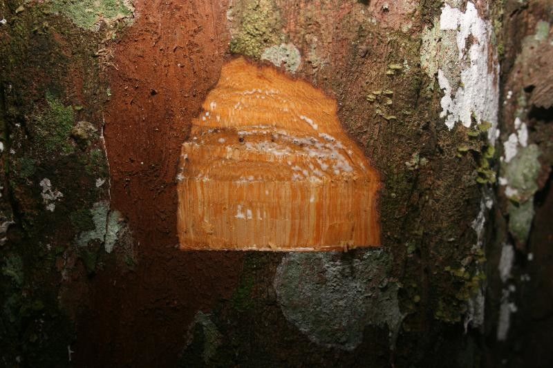 Chrysophyllum pomiferum other