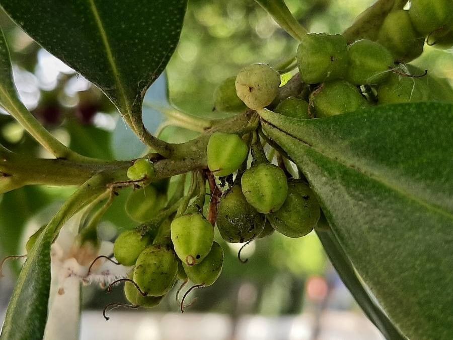 Myoporum tenuifolium fruit