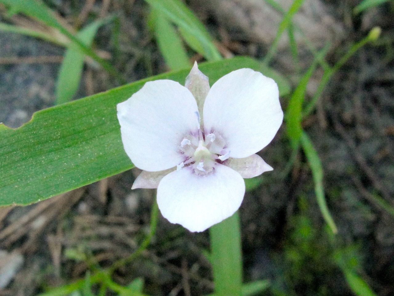 Calochortus minimus flower