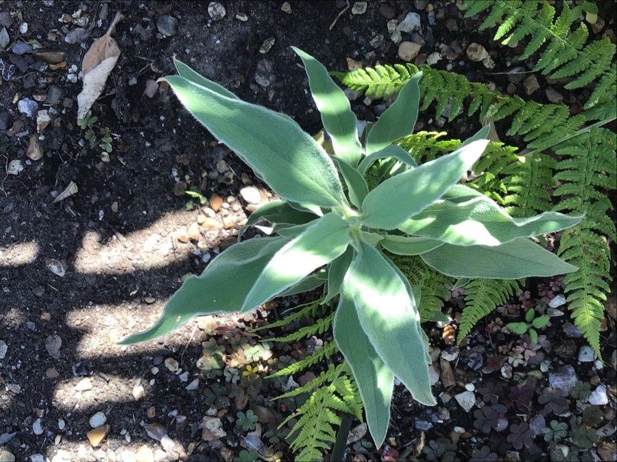 Cistus osbeckiifolius — search result for 'Cistus'