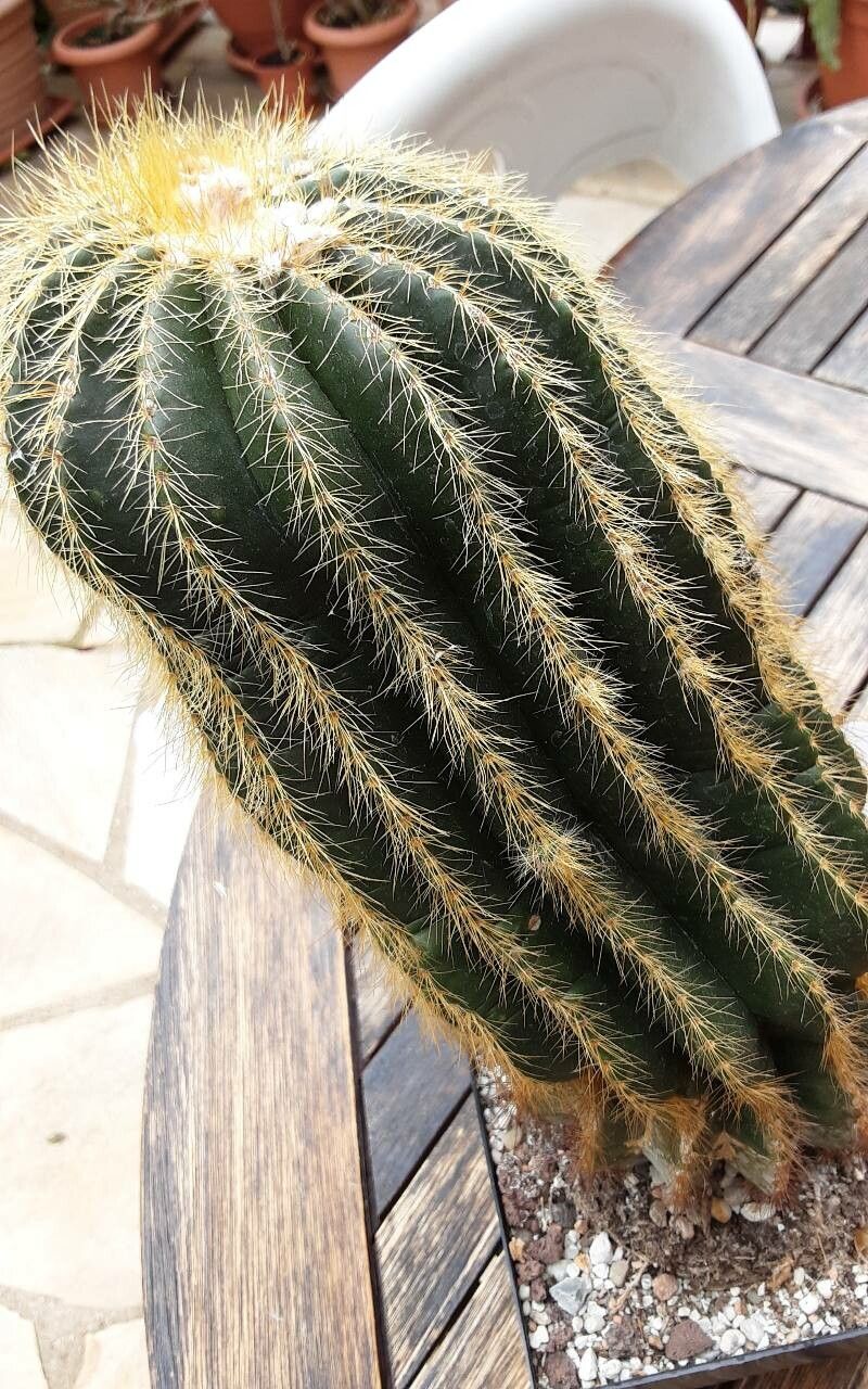 Parodia warasii leaf