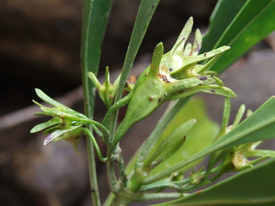 Thiollierea dagostinii fruit