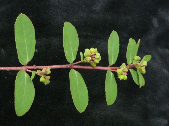 Euphorbia parviflora leaf