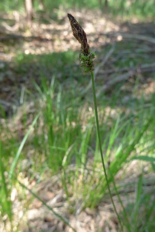 Carex fritschii flower