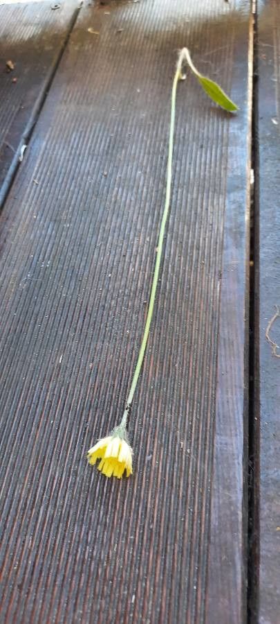 Festuca armoricana flower