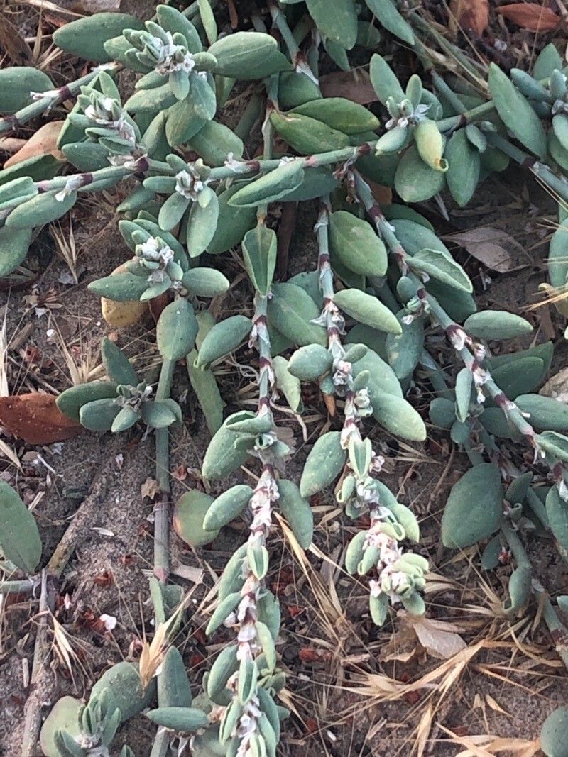 Polygonum maritimum leaf
