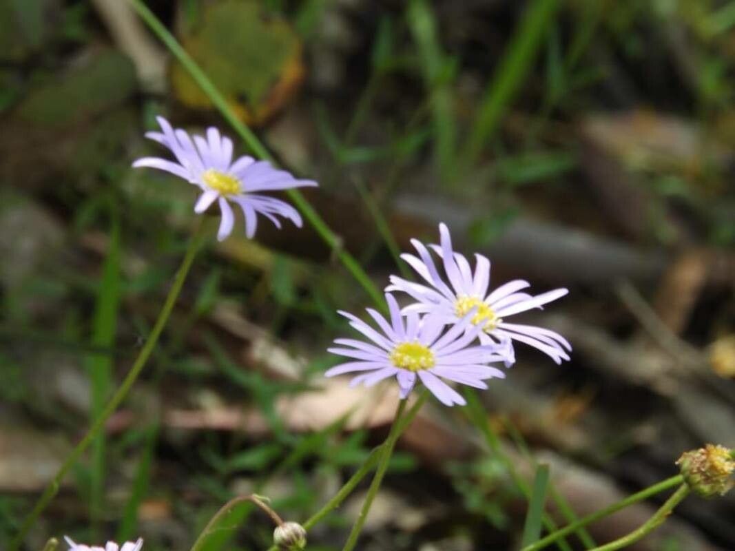 Erigeron foliosus flower