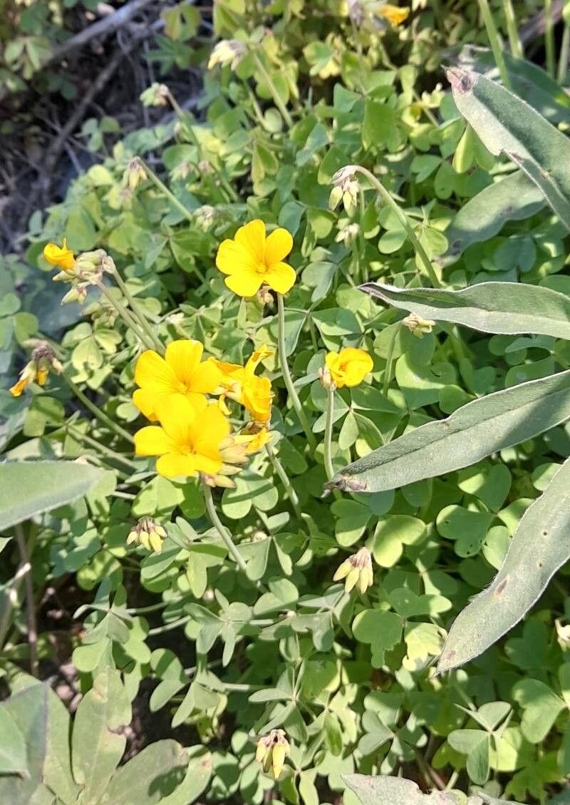 Oxalis valdiviensis habit