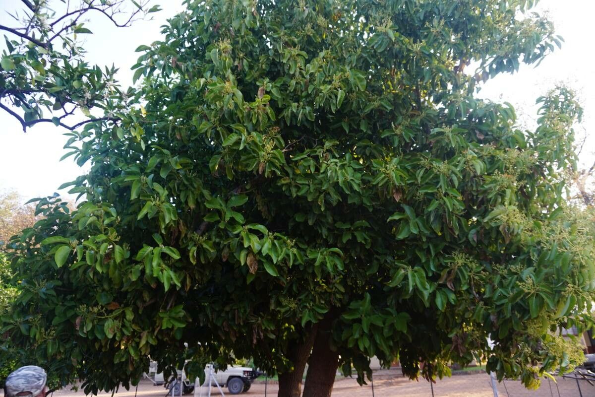 Apodytes clusiifolia — related species from the same genus