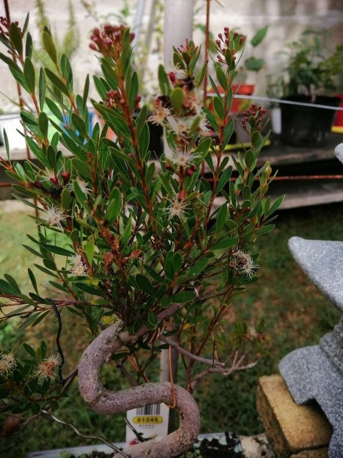 Syzygium buxifolium leaf