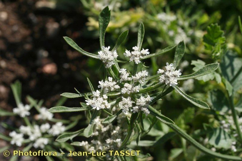 Tordylium syriacum — houseplant care guide