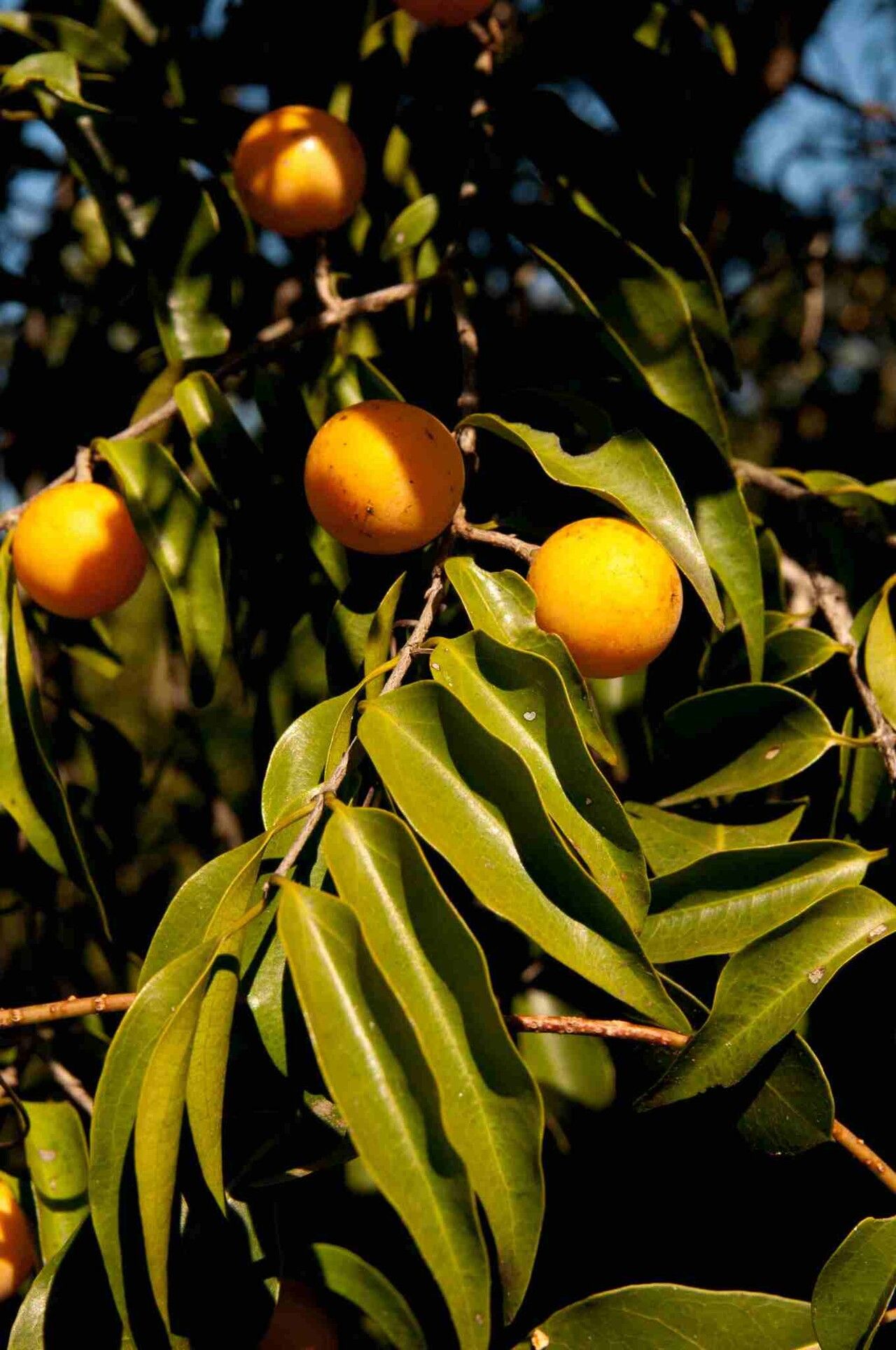 Salacia leptoclada — houseplant care guide