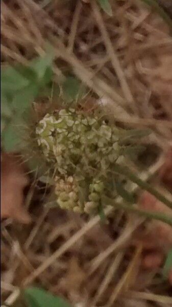 Scabiosa atropurpurea fruit