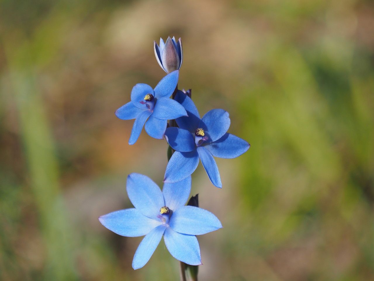 Thelymitra crinita — related species from the same genus