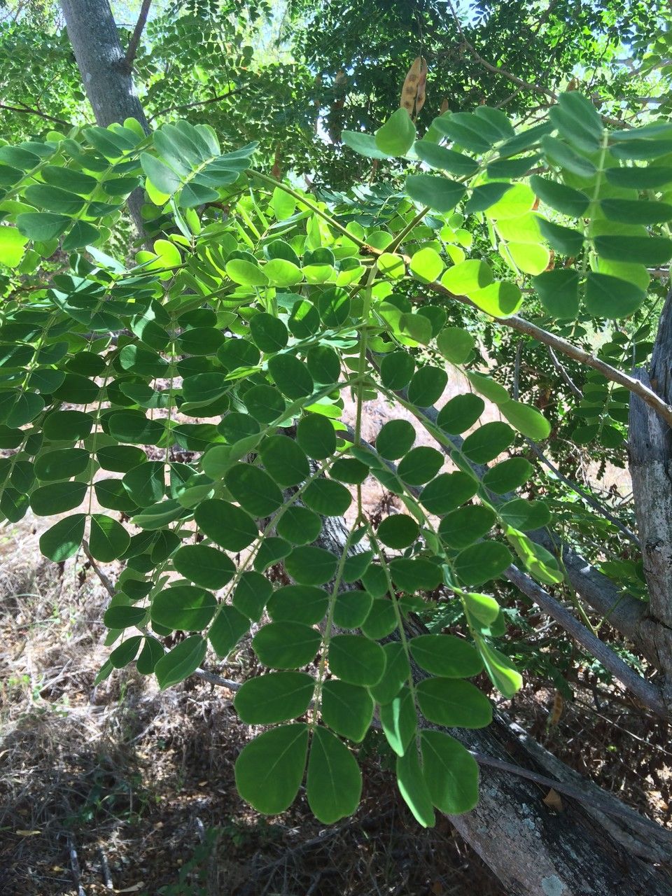 Albizia guachapele leaf