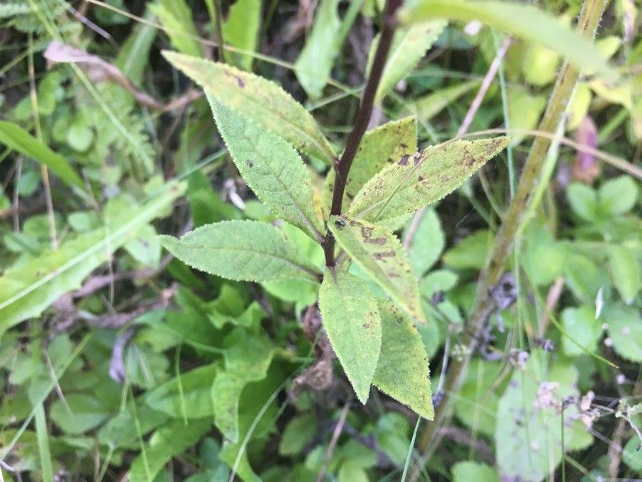 Senecio sarracenicus — search result for 'Senecio'