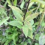 Senecio sarracenicus