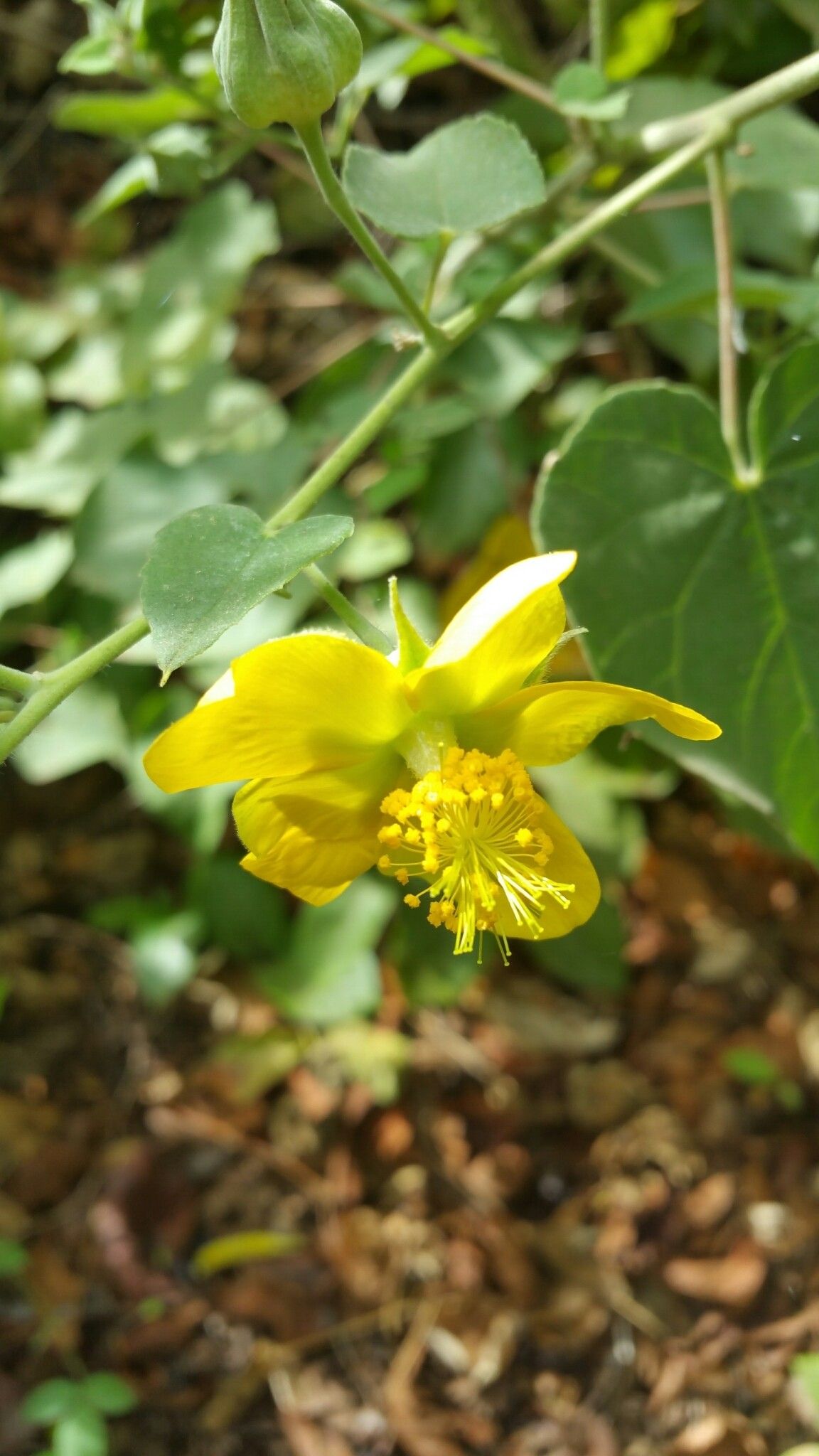 Abutilon lauraster flower