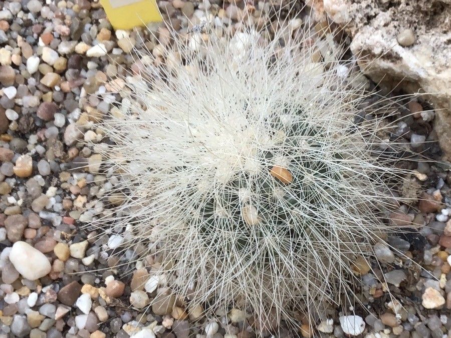 Copiapoa coquimbana — houseplant care guide