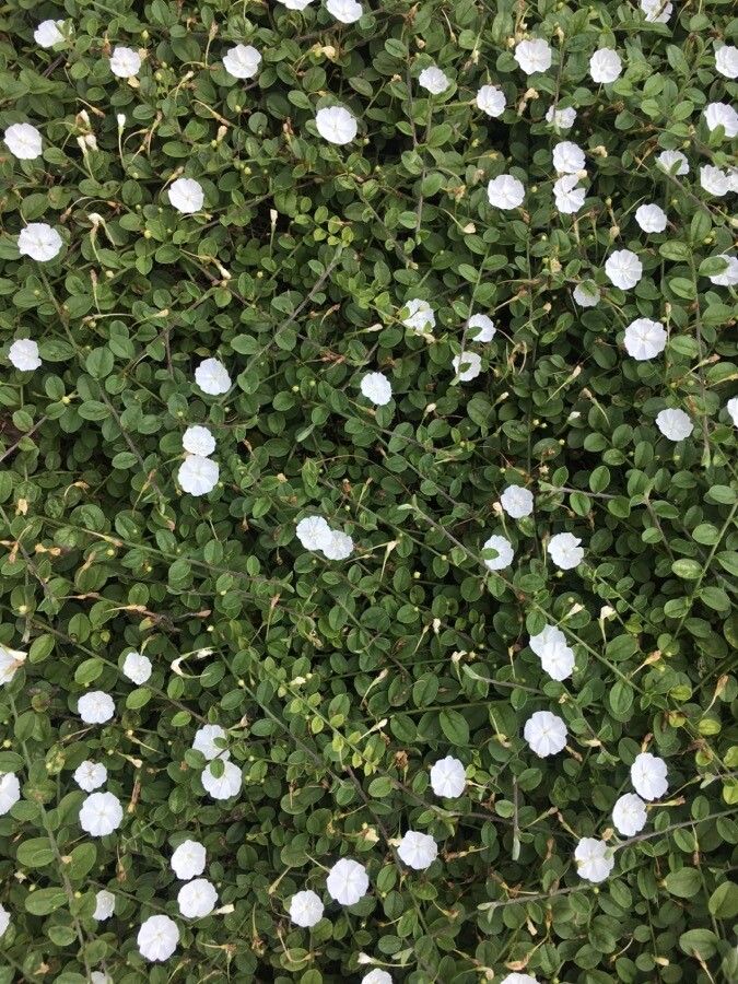 Evolvulus pusillus flower