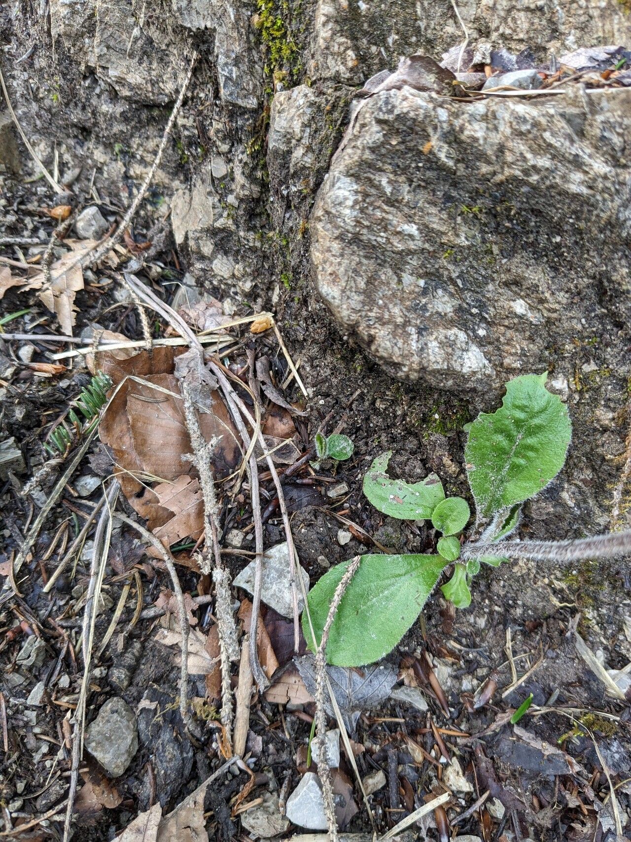 Aster bellidiastrum leaf