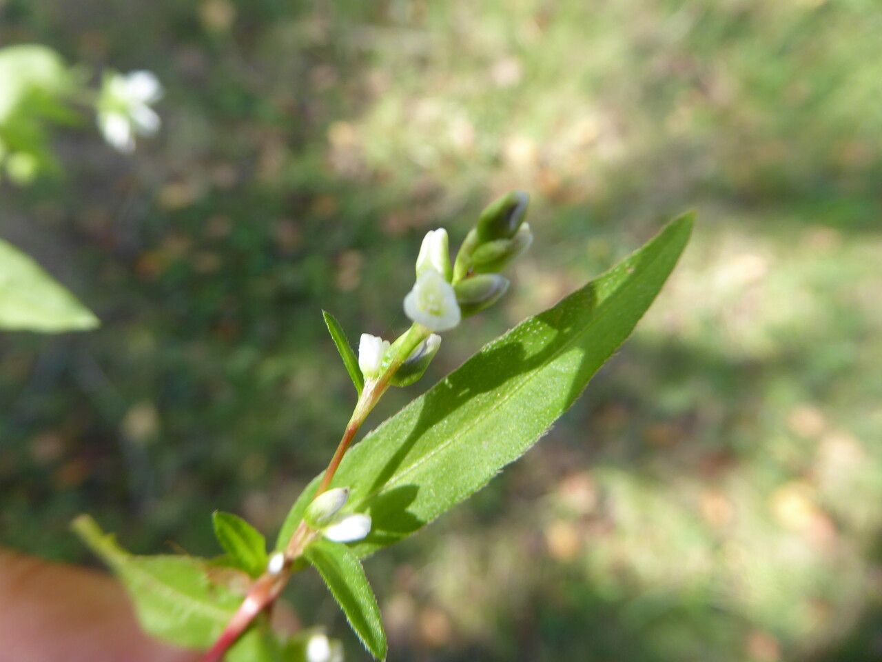 Persicaria mitis — search result for 'Polygonaceae'