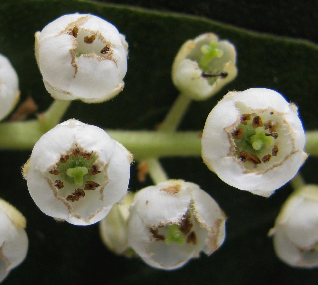 Clethra costaricensis flower
