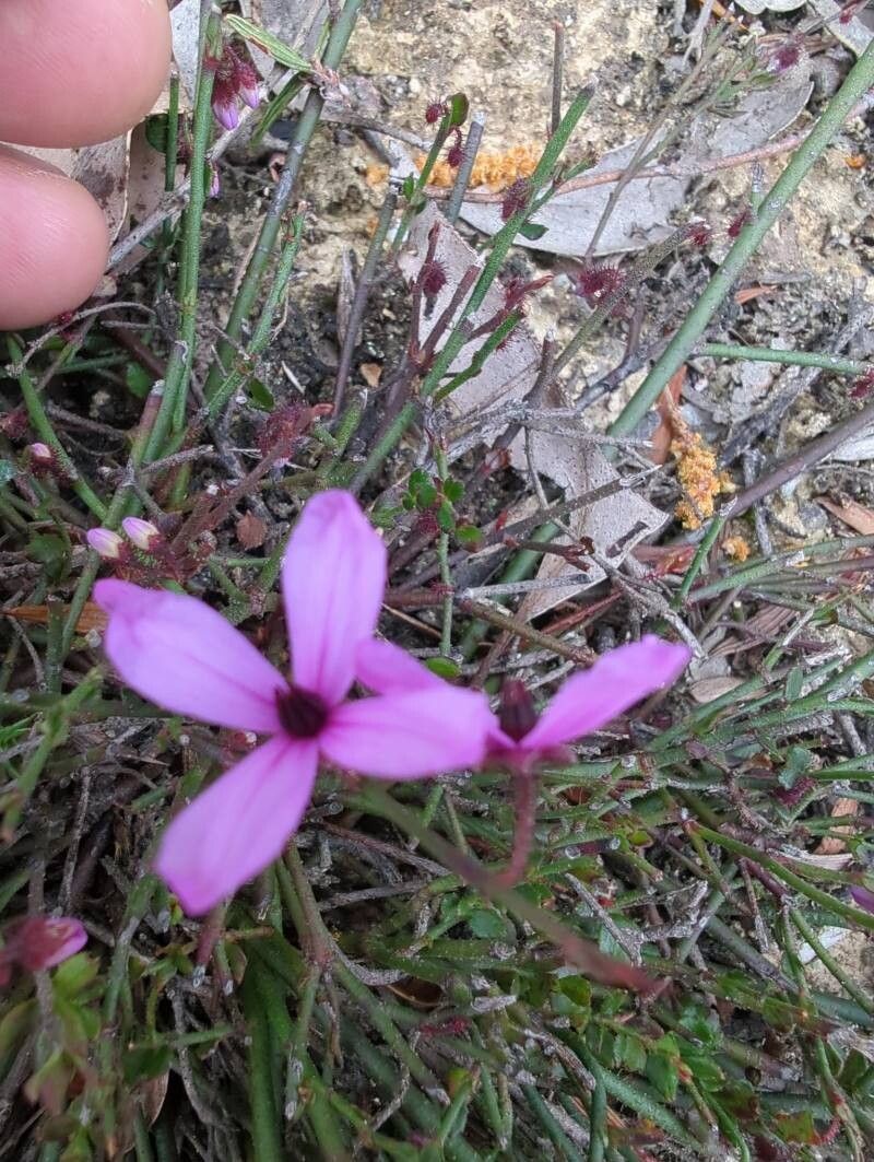 Tetratheca ciliata flower