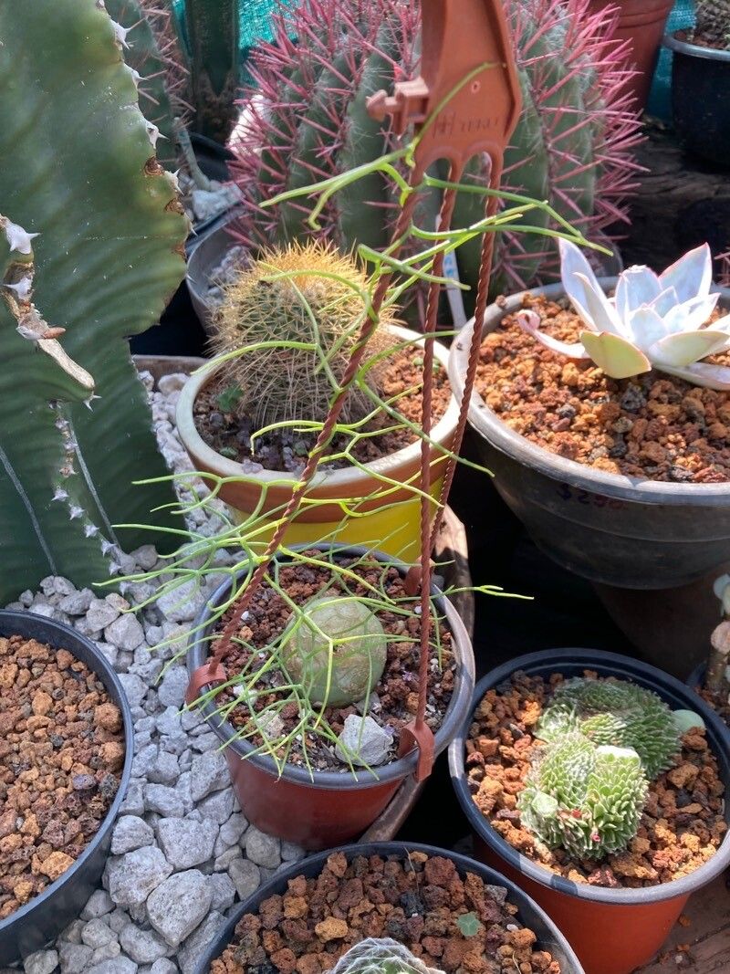 Bowiea volubilis leaf