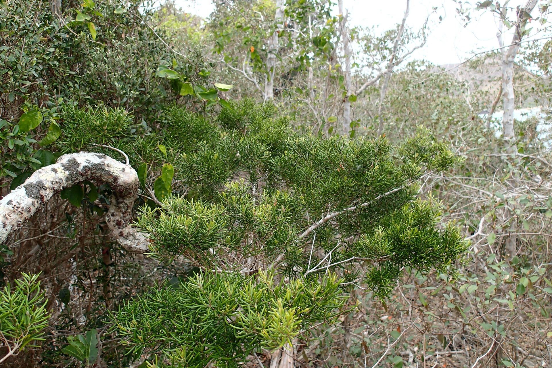 Eugenia ericoides habit