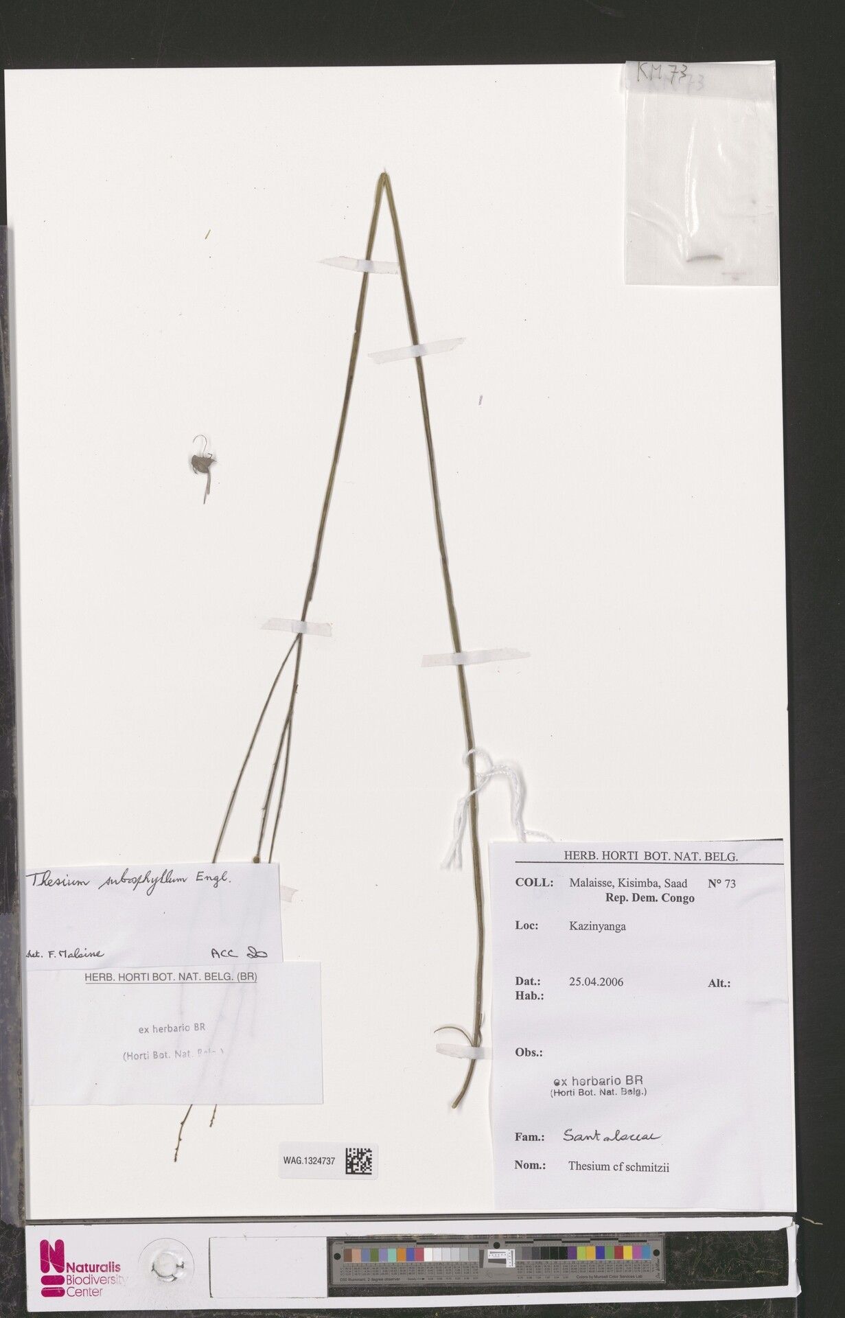 Thesium schweinfurthii — houseplant care guide