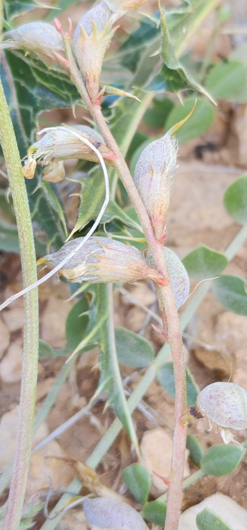 Astragalus curvirostris fruit