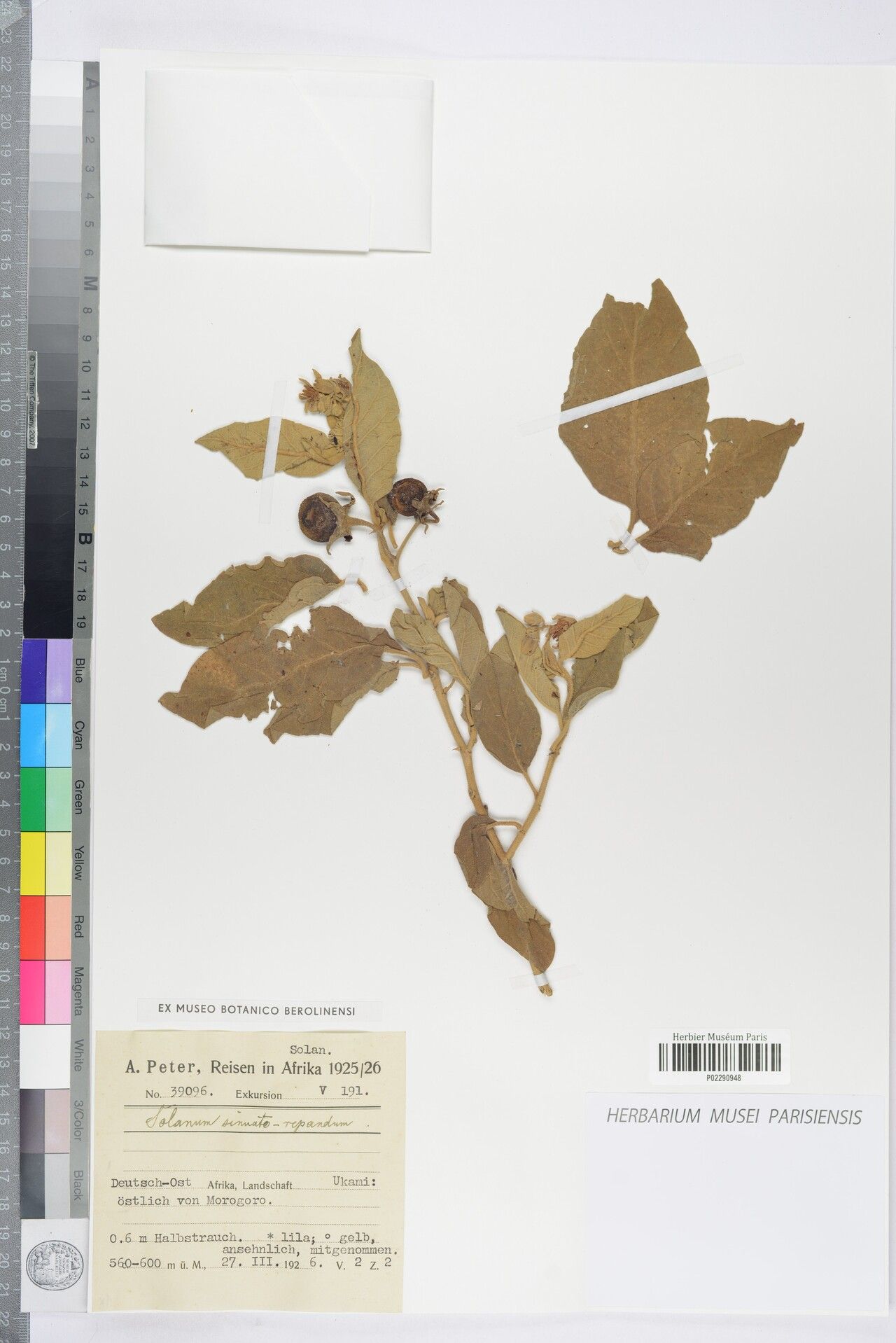 Solanum sinuatorepandum — houseplant care guide