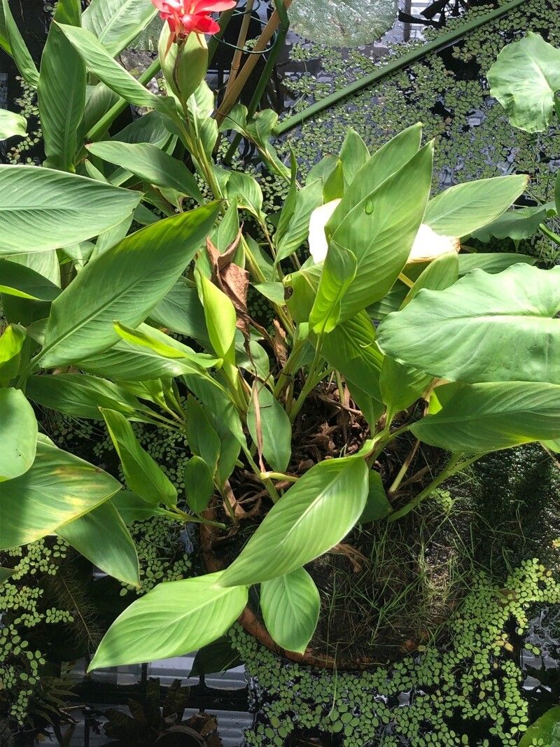 Canna × generalis leaf