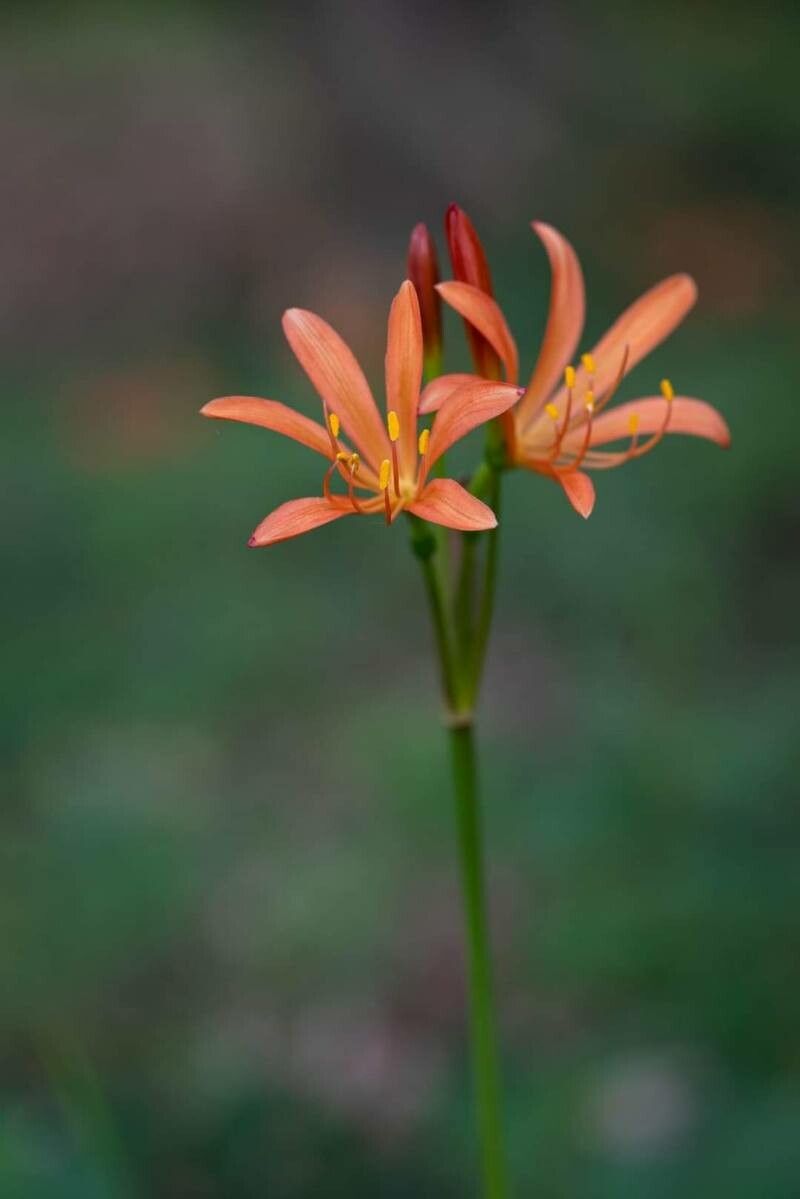 Lycoris sanguinea
