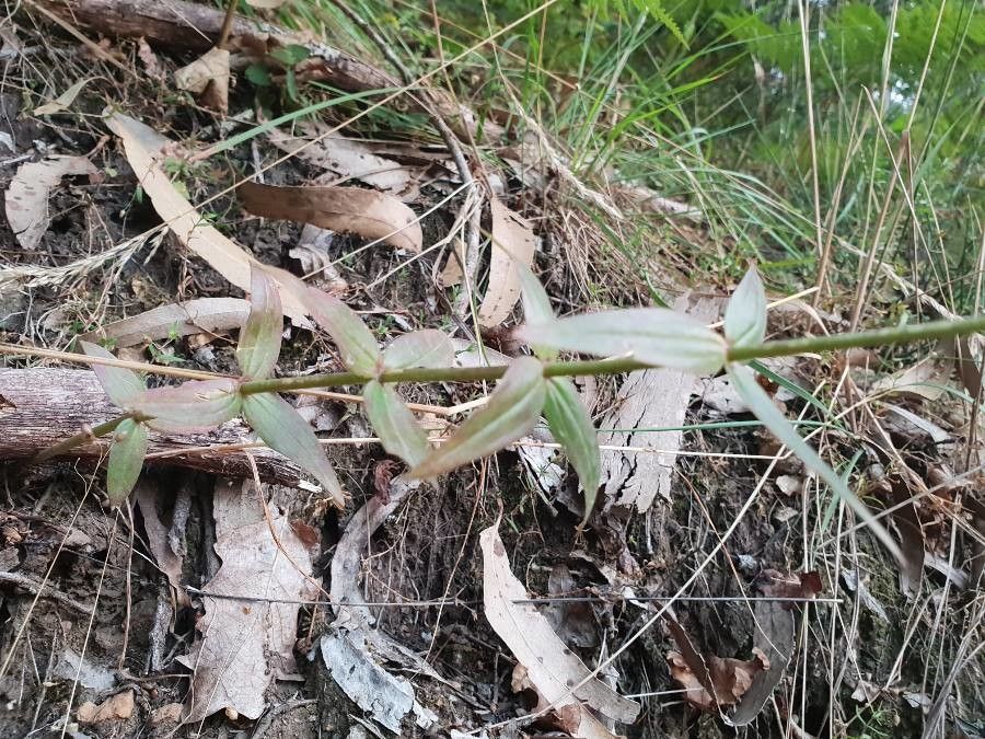 Linaria triornithophora — search result for 'Linaria'