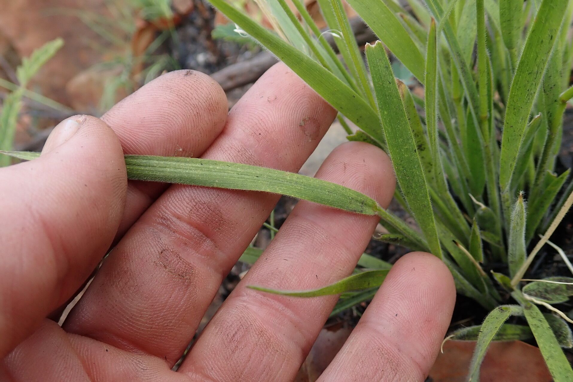 Adenochloa ecklonii leaf