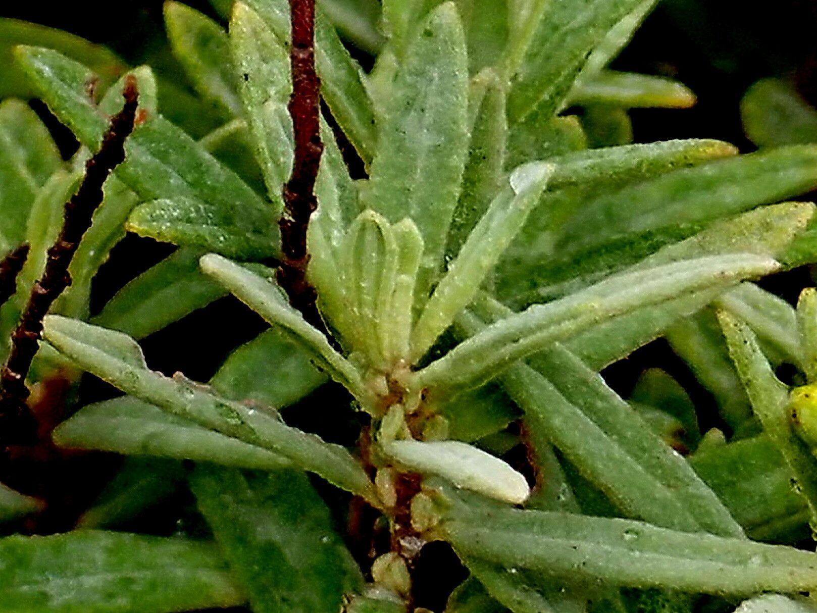 Crocanthemum nashii — houseplant care guide