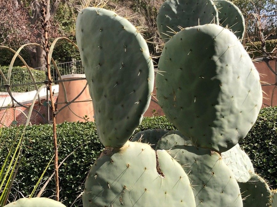 Opuntia robusta leaf