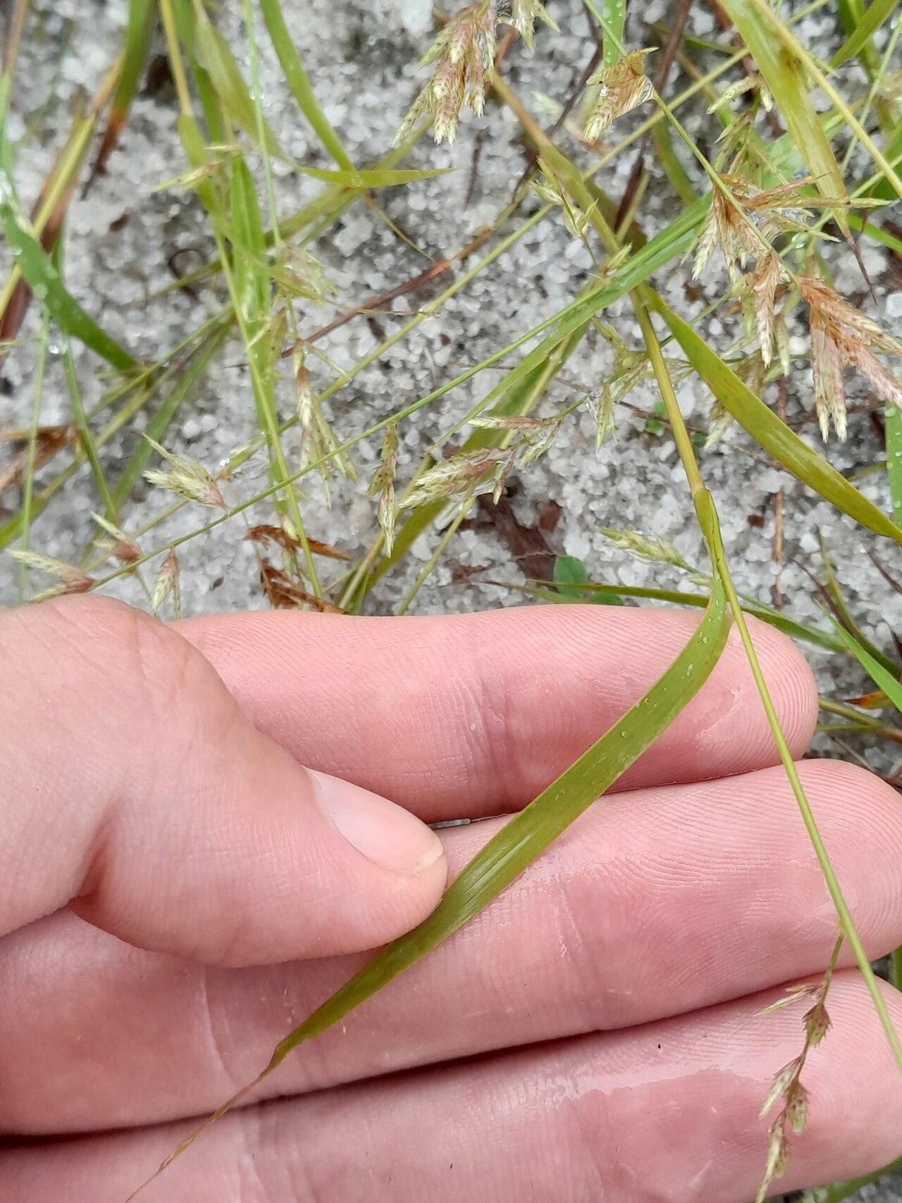 Eragrostis maypurensis — search result for 'Eragrostis'