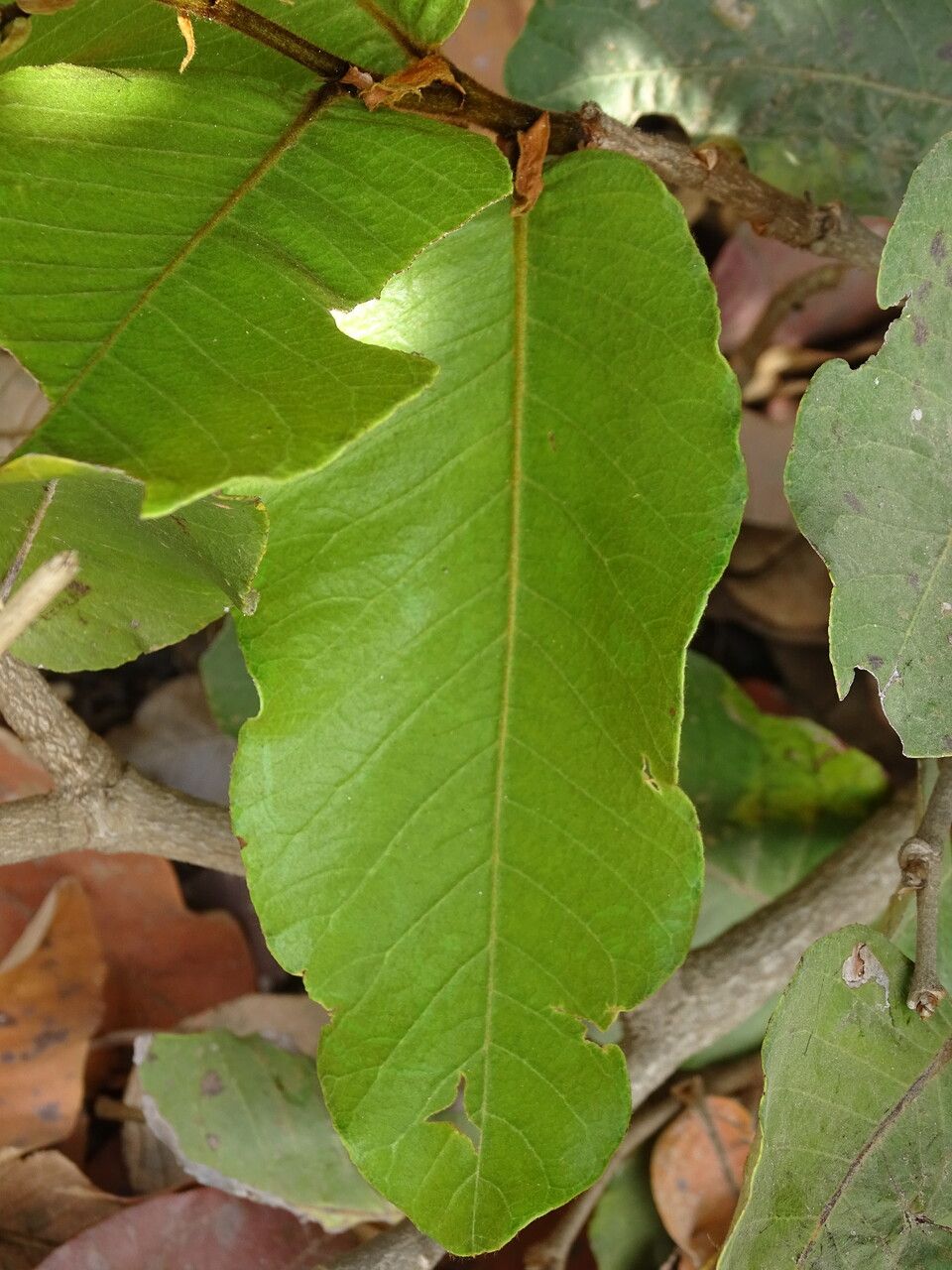 Neocarya macrophylla — search result for 'Sudan'