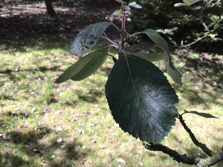 Sorbus rupicola — search result for 'Sweden'
