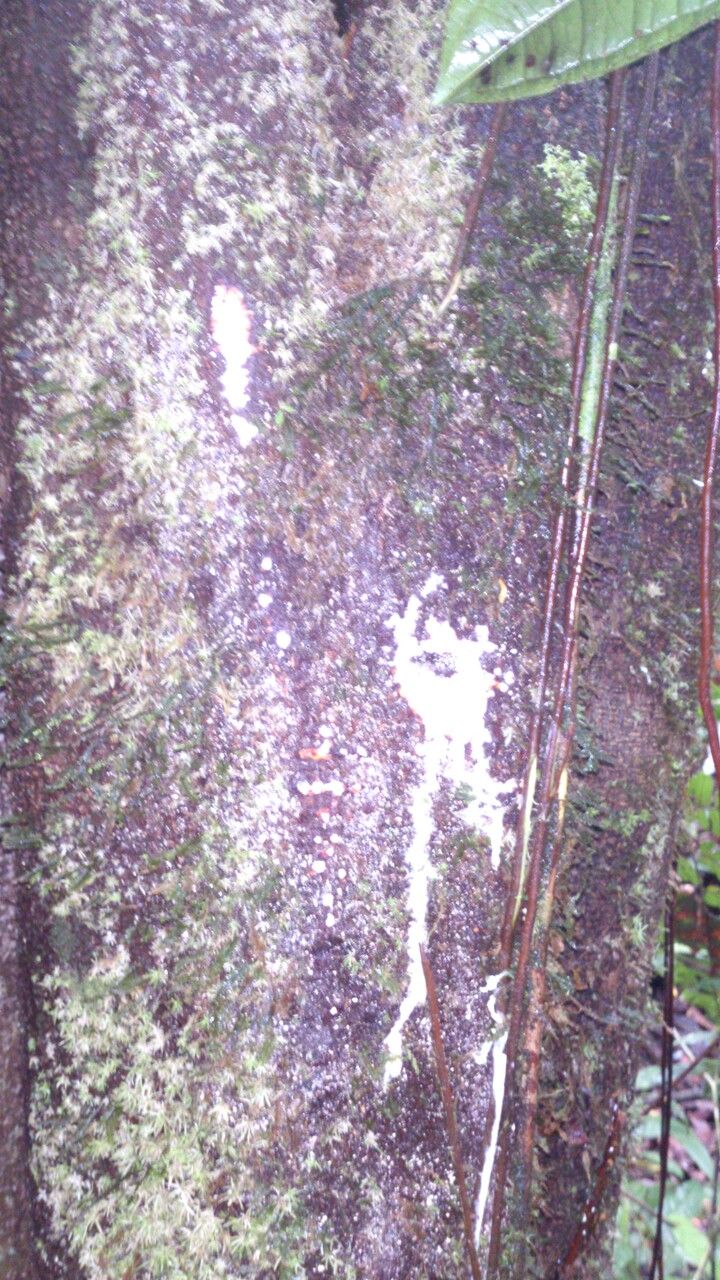 Lacmellea panamensis bark