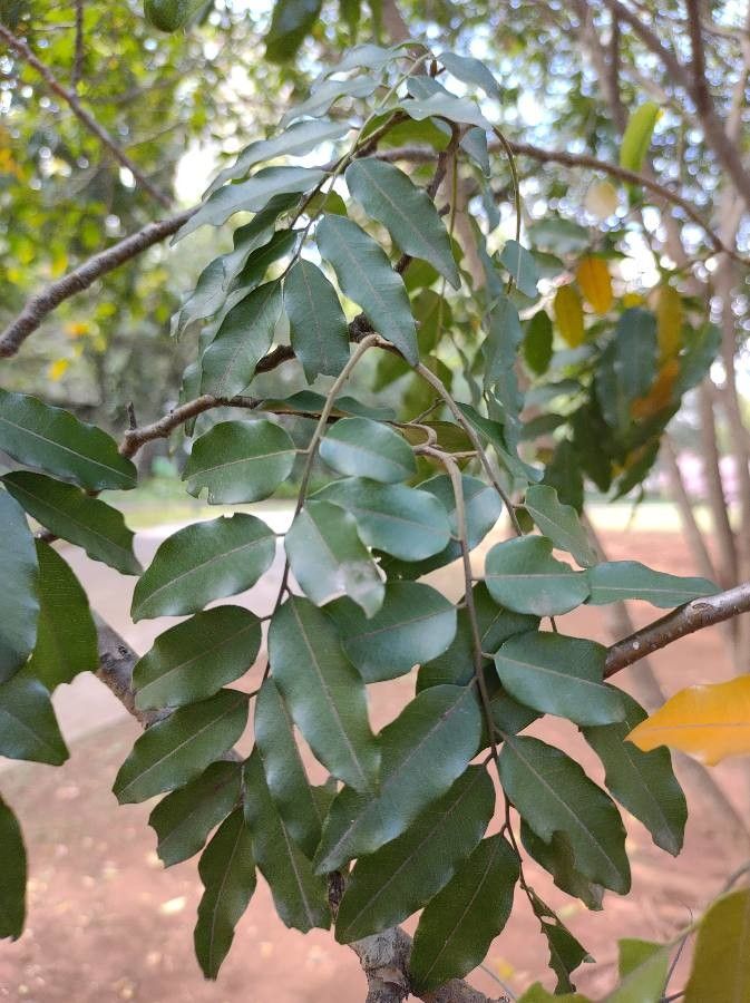 Myroxylon peruiferum — search result for 'Peru to Bolivia'