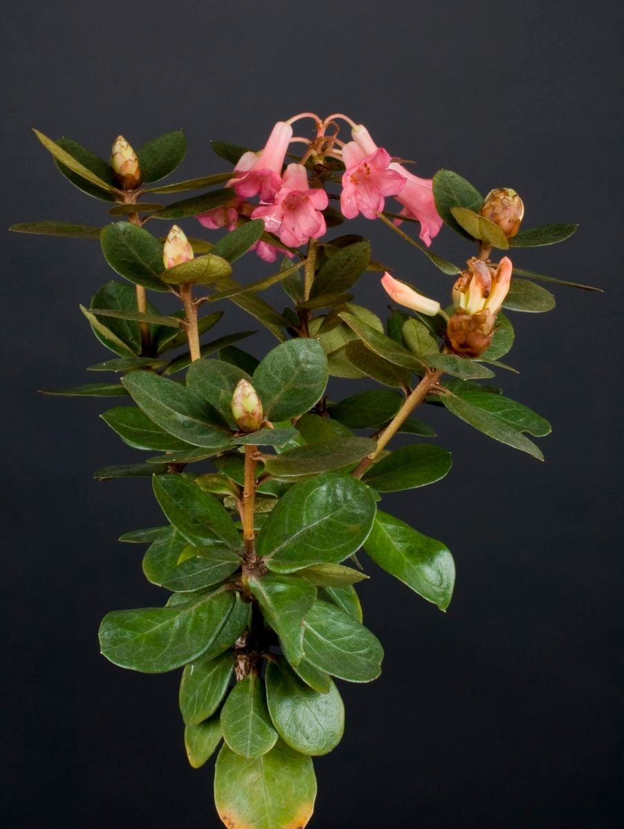 Rhododendron arenicola habit