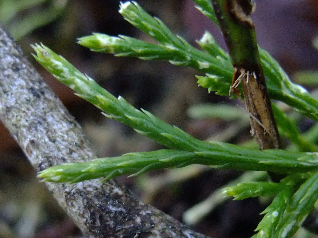 Diphasiastrum oellgaardii bark