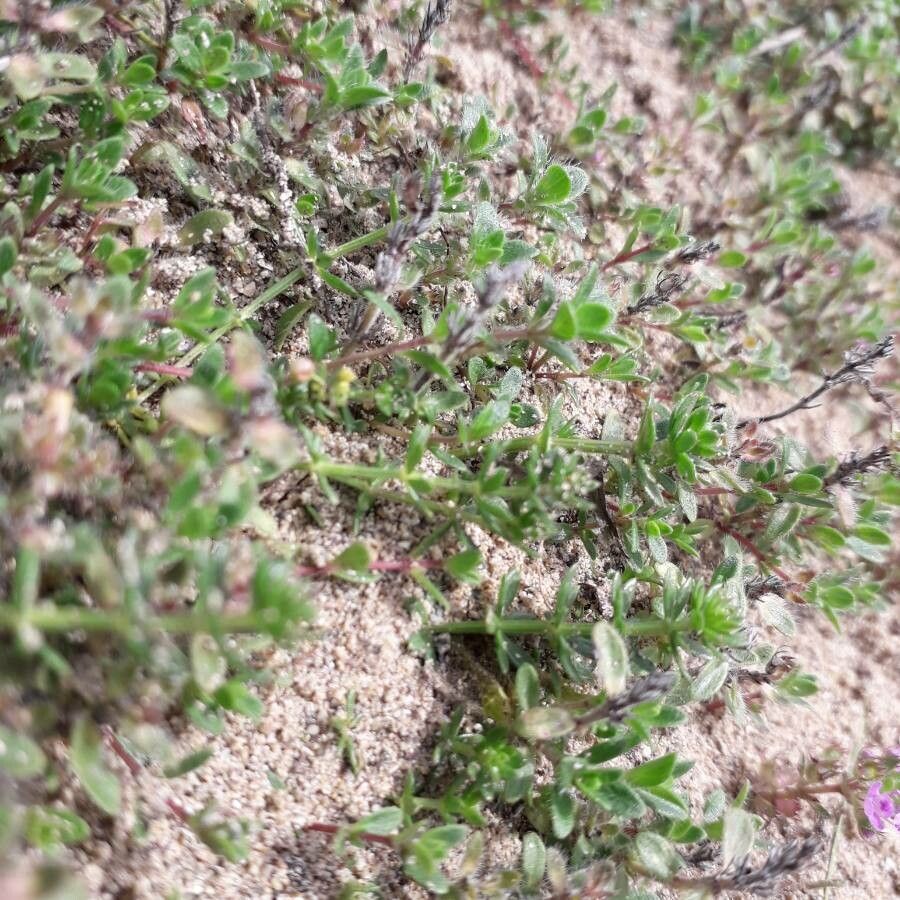 Thymus drucei leaf