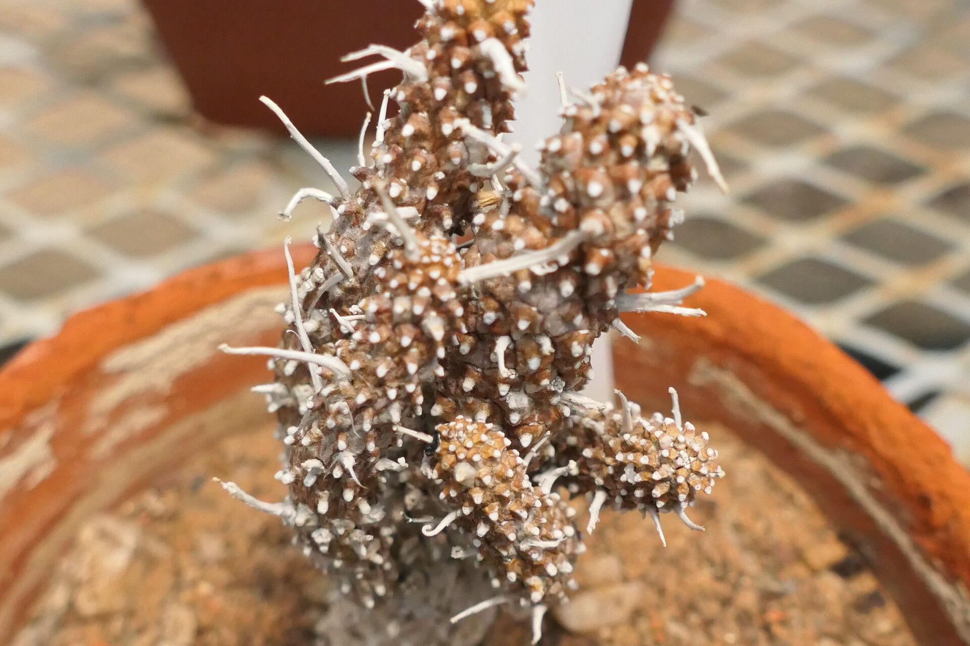 Euphorbia braunsii bark